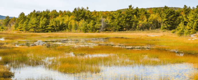 The protection and conservation of wetlands