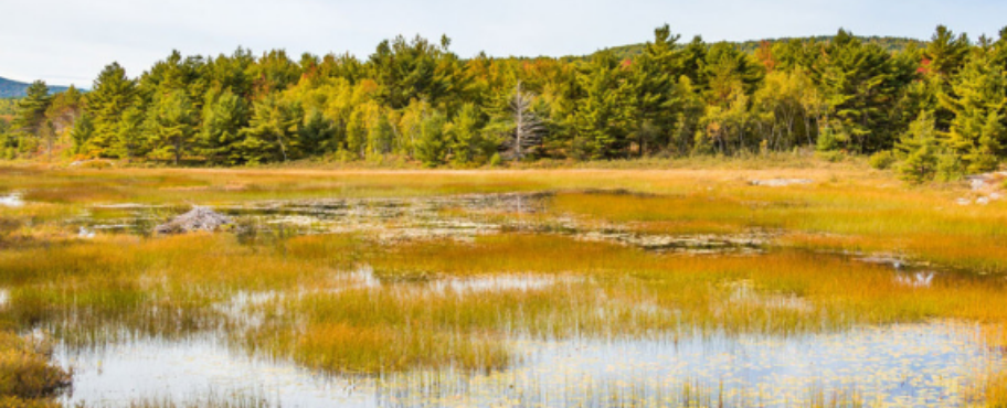 The protection and conservation of wetlands